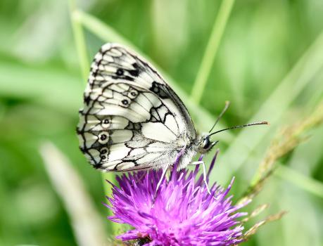 Common Knapweed is a valuable food source to various butterflies, including the Marbled White shown here.