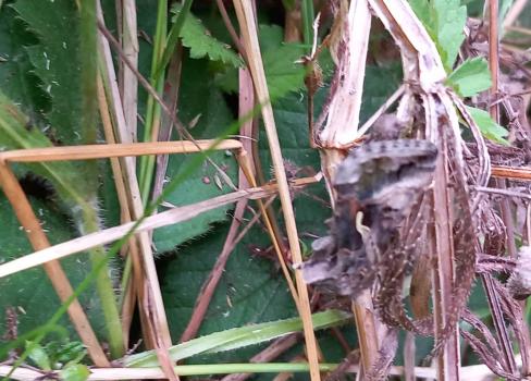 There is a distinctive Y-shaped mark on the forewing of this otherwise grey and silver moth.