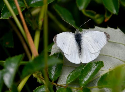 This Small White seems large when viewed close up and it's true that telling a Small White from a Large White is not easy. 