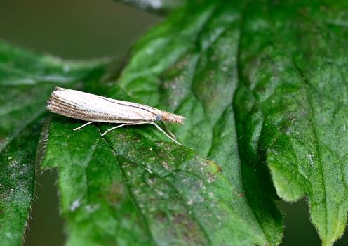 This small, commonplace moth feeds on various grasses in July and August, especially Sheep's Fescue (Festuca ovina).