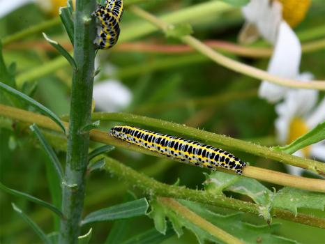Caterpillars of the Toadflax Brocade Moth feed on Purple and Common Toadflax.