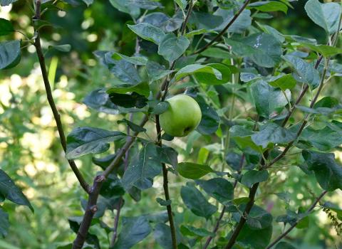 A solitary apple on the still small Peasgood's Nonsuch in early July 2025, not yet three full years after it was planted.
