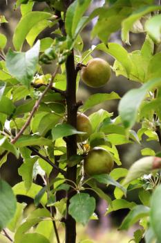 This variety of cultivated Apple is a dessert cultivar, developed in the 1870s by the Earl of Egremont at Petworth.