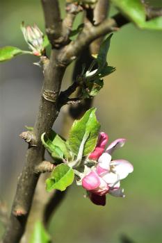 The wild ancestor of our cultivated apple is Malus sieversii from central Asia.
