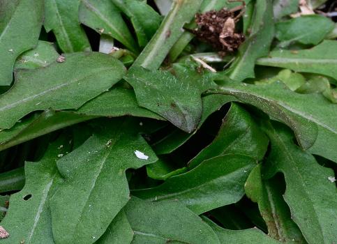 The leaves of Autumn Hawkbit can show sparse simple hairs.