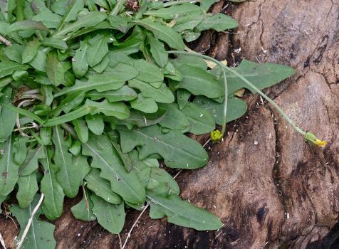 Autumn Hawkbit usually flowers in the autumn, but is seen here starting to flower in January.