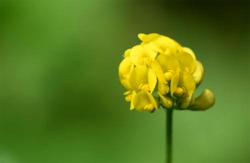 The flowers of Black Medick appear from April to July. Its flower resembles a very small clover, although yellow in colour.