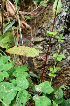 The lower leaves of Broad-leaved Dock are heart-shaped at the base. 
