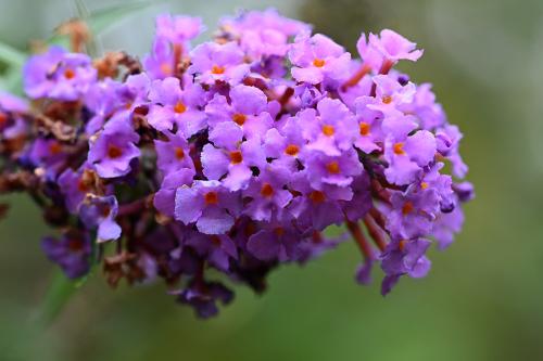 The long tube-like parts of the Buddleia's flowers are taken advantage of by butterflies with their long proboscises.