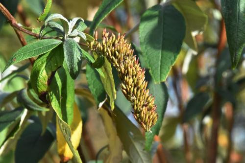 This escaped garden plant needs no introduction as it is now as common throughout the countryside as it is in the cemetery.