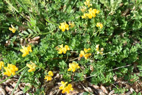 Common Bird's-foot-trefoil is a native plant that flowers from May, and the straight fruit pods resemble a bird's foot. 