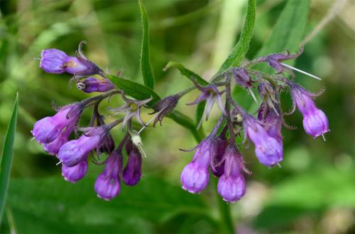 Common Comfrey has bell-like flowers, white through pink to purple, from May to August, followed by black, shiny fruits.