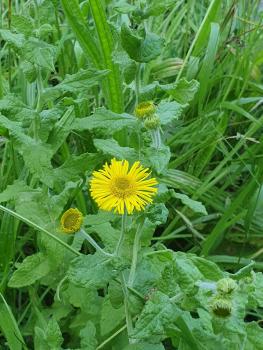 Common Fleabane has flower heads that resemble daisies, but are larger.
