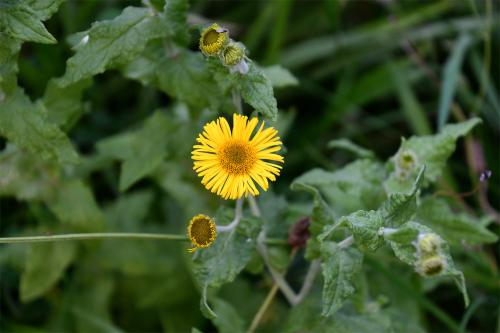 Common Fleabane is a perennial that flowers late in the British summer.