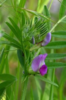 The reddish-purple flowers of Common Vetch are very common in the cemetery from April. Vetch roots are edible.