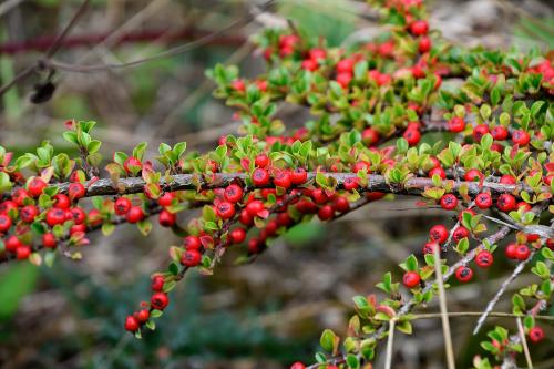 This Cotoneaster's berries were at their best in late August of what might be an early autumn after the intense heatwave of 2022.
