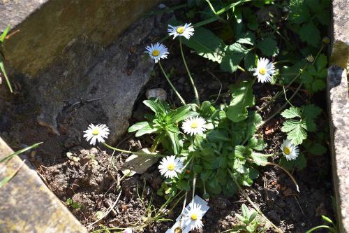The flowerheads of our native Daisy have disc florets yellow and white rays, often tipped red, and appear at any time of the year. 
