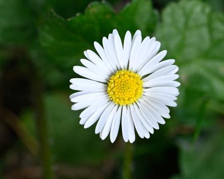 The flowerheads of our native Daisy have disc florets yellow and white rays, often tipped red, and appear at any time of the year.