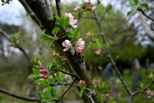 This variety is a dessert cultivar, developed in the 1870s by the Earl of Egremont at Petworth.