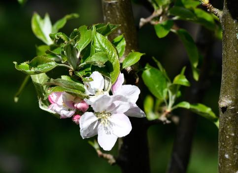 This variety of cultivated Apple is a dessert cultivar, developed in the 1870s by the Earl of Egremont at Petworth.
