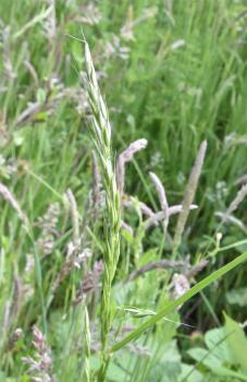 False-brome is a shade-loving tufted perennial, with lax leaves, and a nodding raceme with awned and stalked spikelets.