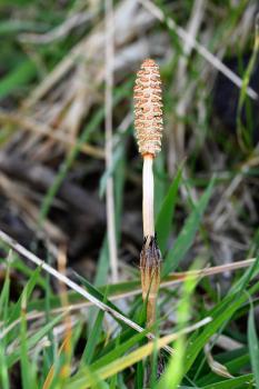 The distinctive shape of newly-growing Field Horsetail is clearly visible here.
