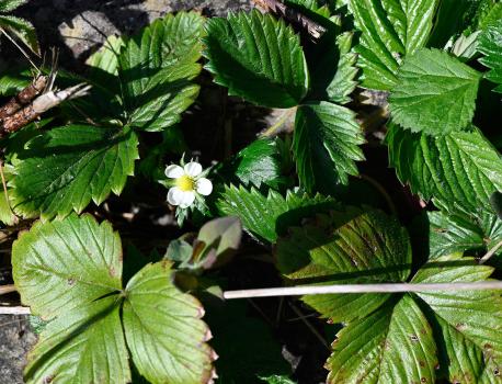 Early-flowering Garden Strawberry, late March 2025.