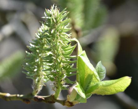 The leaves of Goat Willow, native British tree, are oval with a pointed tip.