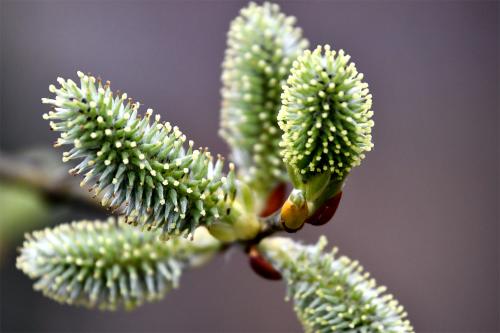 The female catkins of Goat Willow trees are greener than the male equivalents. They develop into woolly seeds.