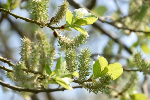 Willows in general are a valuable resource owing to their fast growth, abundant new shoots (withies), and supple texture.