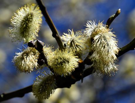 Goat Willow providing early nourishment in late March for a Buff-tailed Bumblebee.