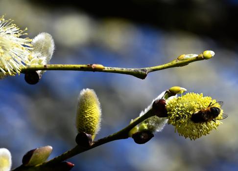 Goat Willow providing early nourishment in late March for an Eristalis hoverfly.