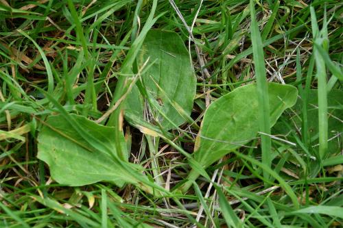 Greater Plantain have rounder leaves than the Ribwort Plantain.
