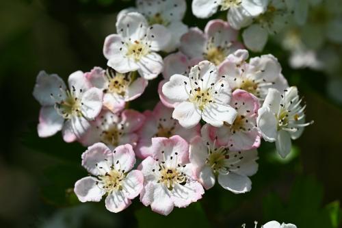 Hawthorn blossom in early May, here with a pink tinge to the petals.