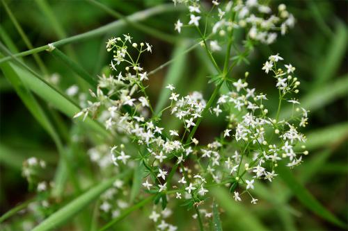 Hedge Bedstraw -sometimes called "false baby's breath" - flowers from June to September.