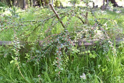 Cotoneasters have alternate leaves and 5-petalled flowers.