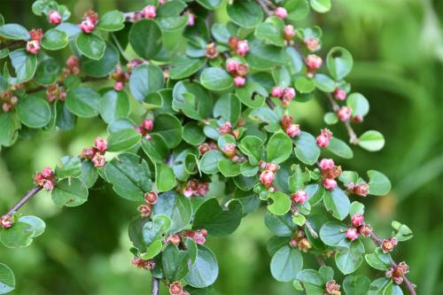 This is not our wild cotoneaster, but an introduced species of unknown provenance that has white flowers from April followed by red berries similar to the wild species.