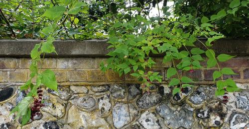 It is a deciduous, half-woody shrub that produces pendulous racemes with small white flowers with deep purple leaf-like petals.