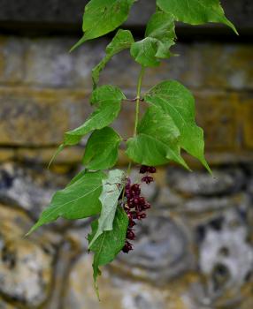 This is an introduced species well known to gardeners trying to deal with its vigorous tendencies.
