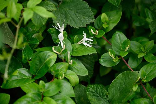 The flower structure of Japanese Honeysuckle is simpler than the English native one found elsewhere in the Cemetery.