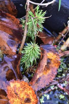 Marestail is not related to the horsetail, a terrestrial relative of the ferns.