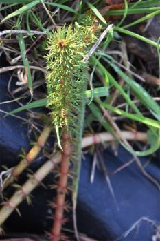 Marestail is an oxygenating aquatic plant, a native species whose stems are clad with whorls of linear, blue-green foliage.