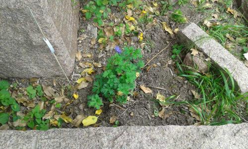The Meadow Crane's-bill has striking blue-violet flowers that appear in June.