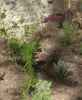 Memorial Garden planting - Penstemon ‘Firebird’