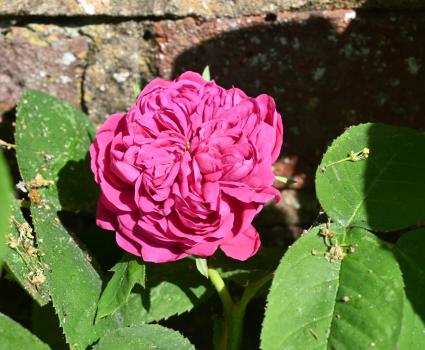Rose de Rescht is an old rose cultivar, a Damask rose (an old group said to have been brought to Europe from the Middle East by the Crusaders).