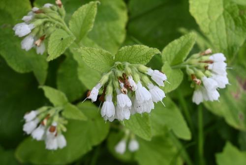 White Comfrey is an established rather than a native plant. The white flowers appear in May.