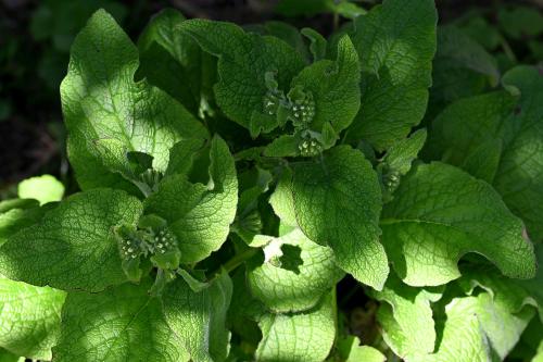 The white flowers of this plant started appearing at the end of March (2024).