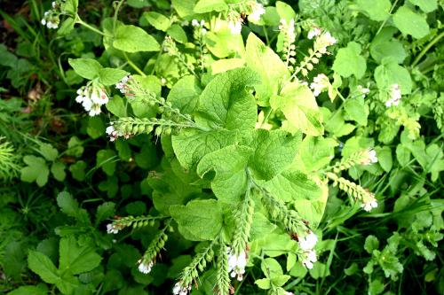 This is an established rather than a native plant.  The white flowers appear in May.
