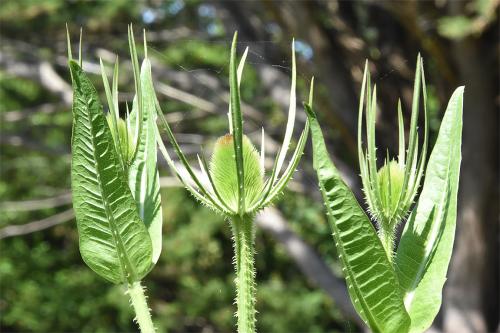 Dried Wild Teasel heads are excellent for cleaning and teasing cloth, especially that made from the wool of downland sheep.