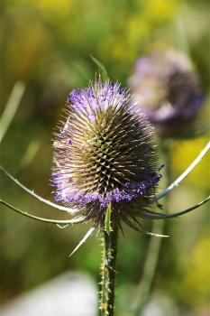 The spikey heads of Wild Teasel can be used for raising the nap of cloth in hat making.